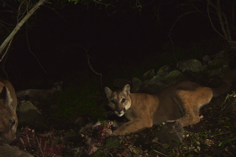 Illustration for article titled Oh Hai! Amazing Photos Capture LA's Newest Baby Mountain Lions